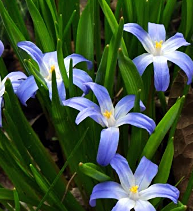 チオノドクサの花言葉と誕生花 花の持つ言葉 チオノドクサの花言葉と誕生花 花の持つ言葉
