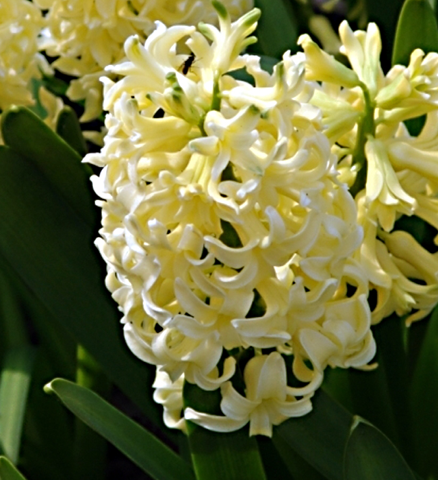 黄色のヒヤシンスの花言葉と誕生花 花の持つ言葉