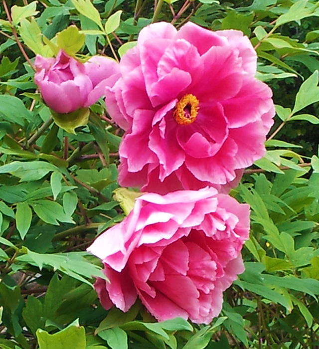 ボタン 牡丹 の花言葉と誕生花 花の持つ言葉