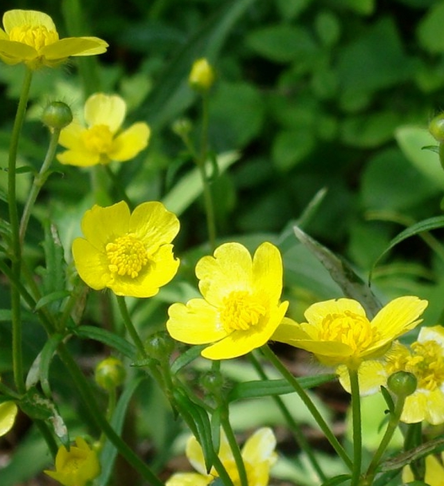 ウマノアシガタ 馬の足形 の花言葉と誕生花 花の持つ言葉