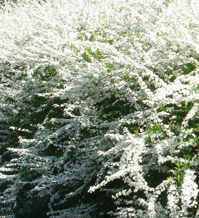 ユキヤナギ（雪柳）の写真