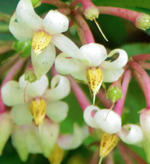 マンリョウ 万両 の花言葉と誕生花 花の持つ言葉