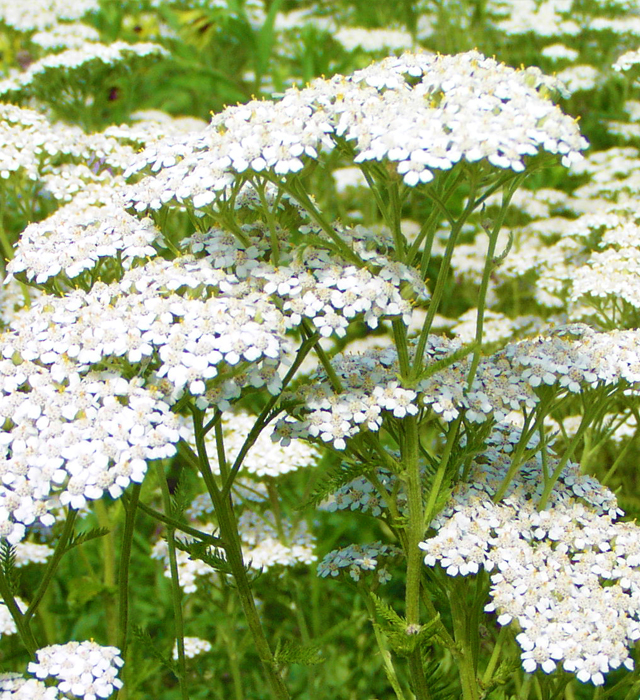 アキレア ノコギリソウ の花言葉と誕生花 花の持つ言葉