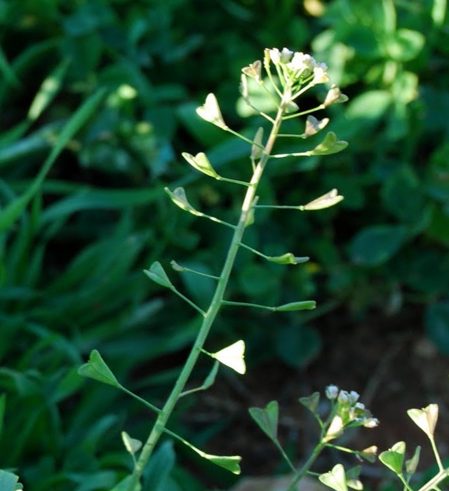 ナズナ 薺 の花言葉と誕生花 花の持つ言葉