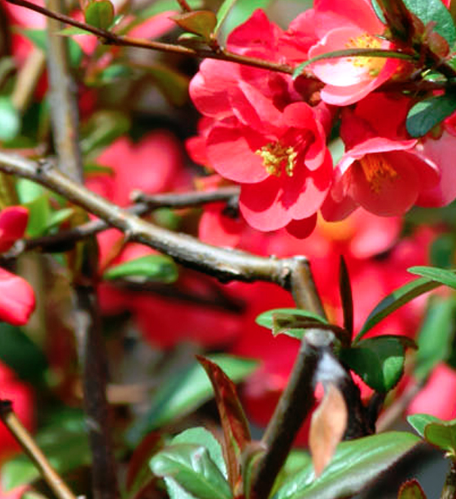 ボケ 木瓜 の花言葉と誕生花 花の持つ言葉