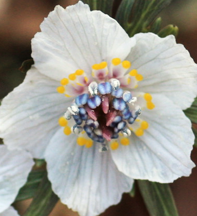 セツブンソウ 節分草 の花言葉と誕生花 花の持つ言葉