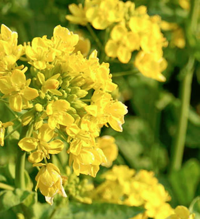 ナノハナ 菜の花 アブラナ 油菜 の花言葉と誕生花 花の持つ言葉