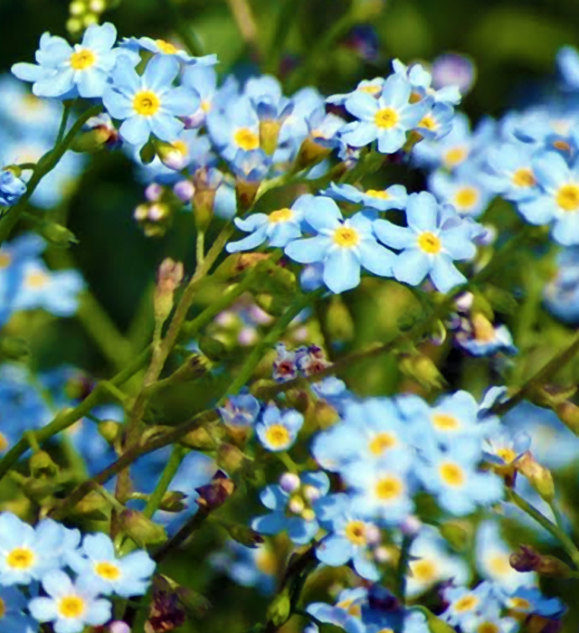 ワスレナグサ 勿忘草 忘れな草 の花言葉と誕生花 花の持つ言葉