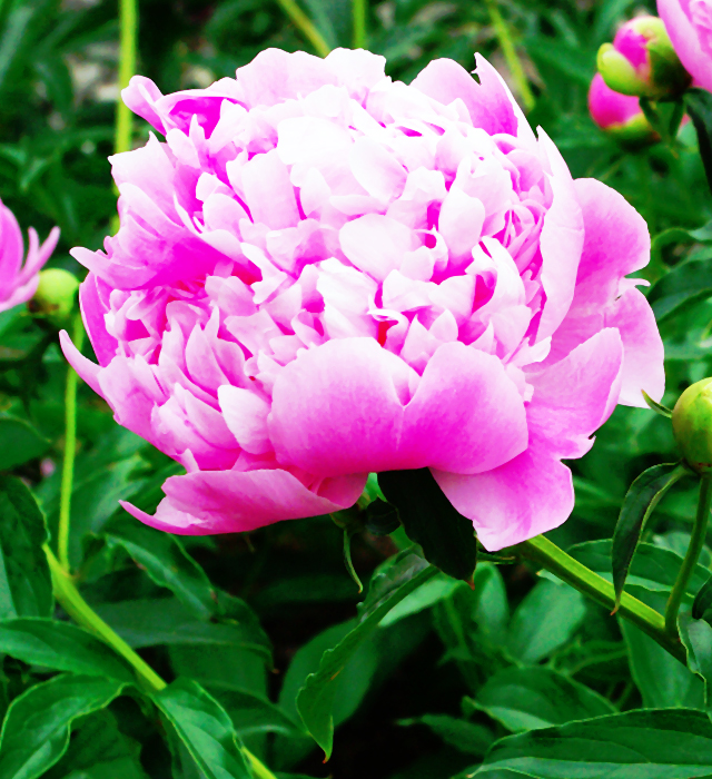 シャクヤク 芍薬 の花言葉と誕生花 花の持つ言葉