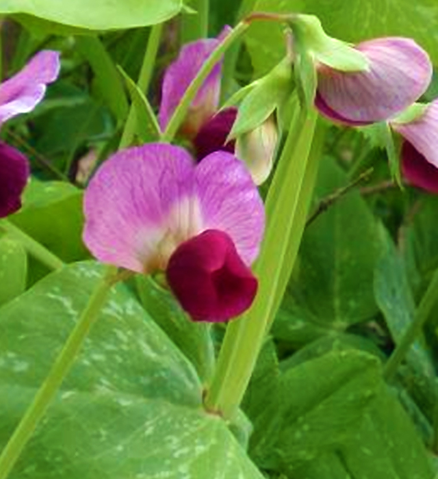 エンドウ 豌豆 の花言葉と誕生花 花の持つ言葉