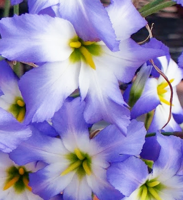 リューココリネの花言葉と誕生花 花の持つ言葉