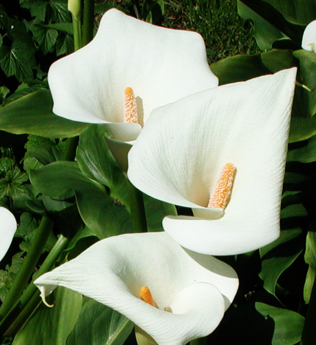 白色カラーの花言葉と誕生花 花の持つ言葉