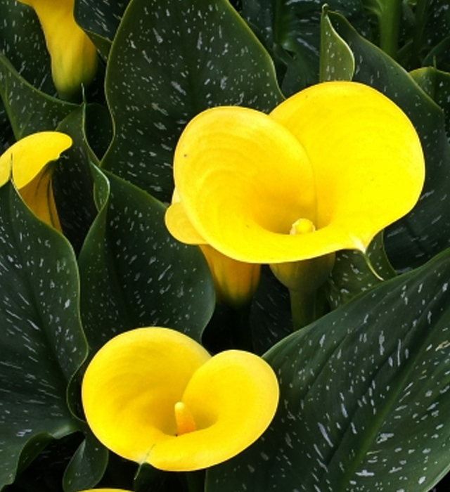 黄色カラーの花言葉と誕生花 花の持つ言葉