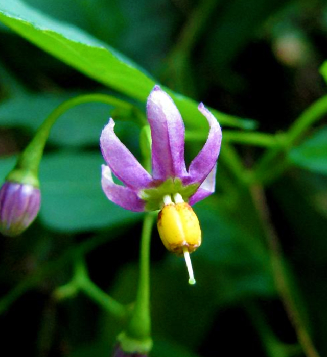 マルバノホロシ 丸葉のホロシ の花言葉と誕生花 花の持つ言葉