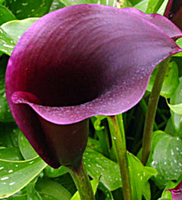 紫色カラーの花言葉と誕生花 花の持つ言葉
