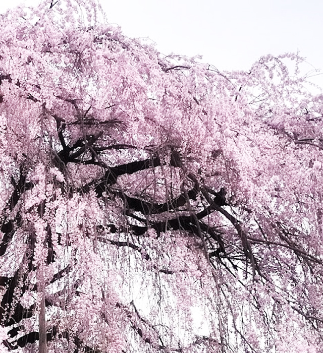 シダレザクラ（枝垂れ桜）の写真