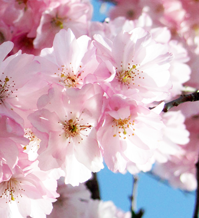 ヤエザクラ 八重桜 の花言葉と誕生花 花の持つ言葉