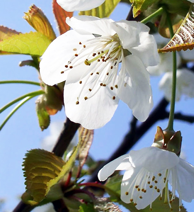 ヤマザクラ 山桜 の花言葉と誕生花 花の持つ言葉