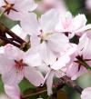 オオヤマザクラ（大山桜）の写真