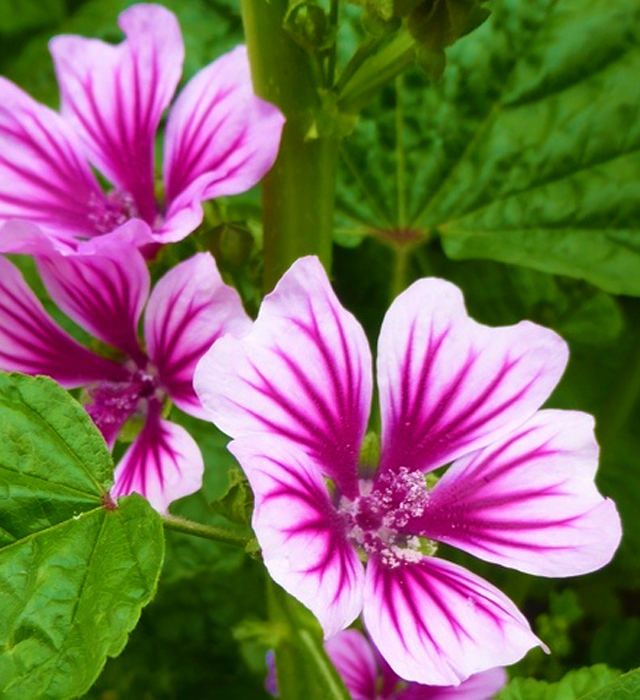 ゼニアオイ 銭葵 の花言葉と誕生花 花の持つ言葉