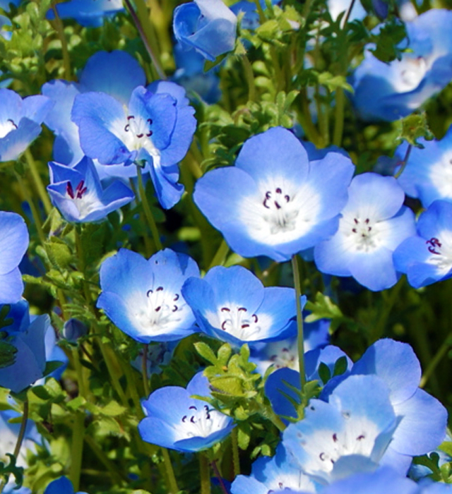 ネモフィラの花言葉と誕生花 花の持つ言葉