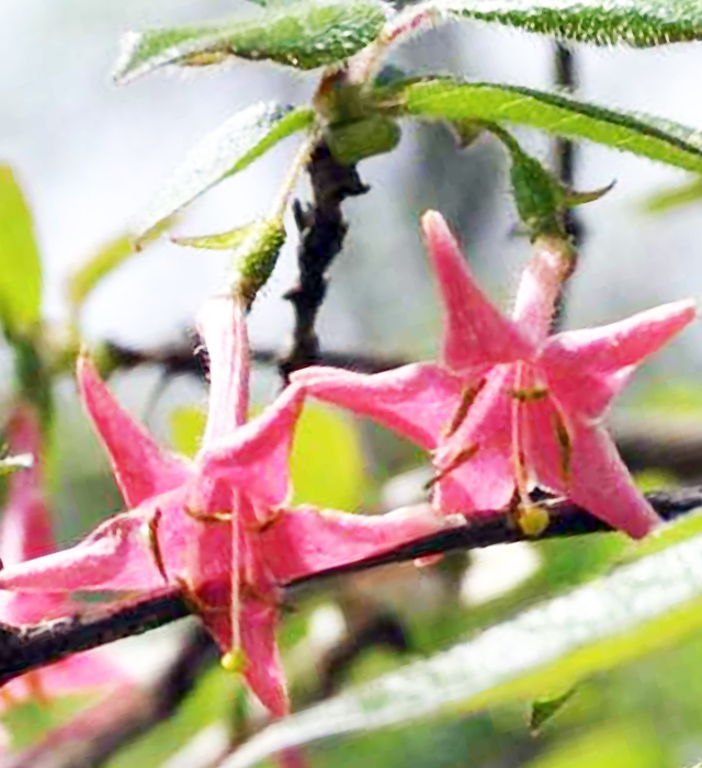 ウグイスカグラ 鶯神楽 の花言葉と誕生花 花の持つ言葉 ウグイスカグラ 鶯神楽 の花言葉と誕生花 花の持つ言葉