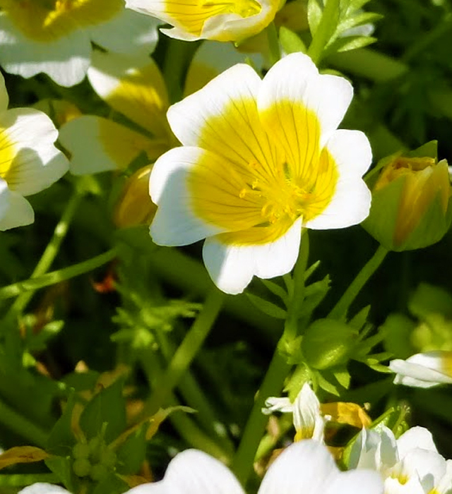リムナンテスの花言葉と誕生花 花の持つ言葉 リムナンテスの花言葉と誕生花 花の持つ言葉