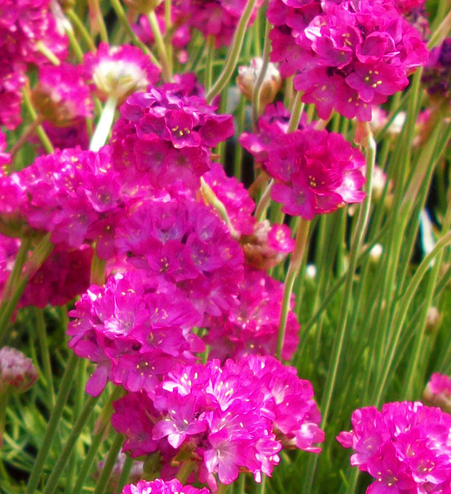 アルメリアの花言葉と誕生花 花の持つ言葉