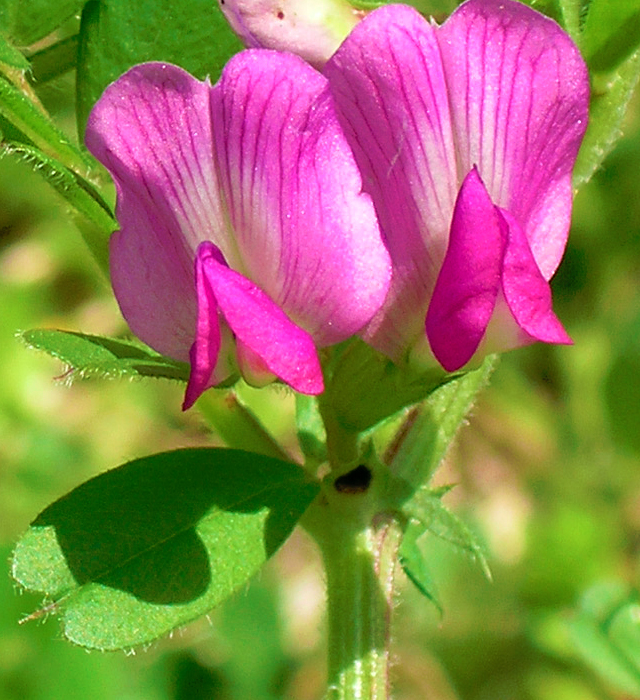 カラスノエンドウ 烏豌豆 烏野豌豆 の花言葉と誕生花 花の持つ言葉