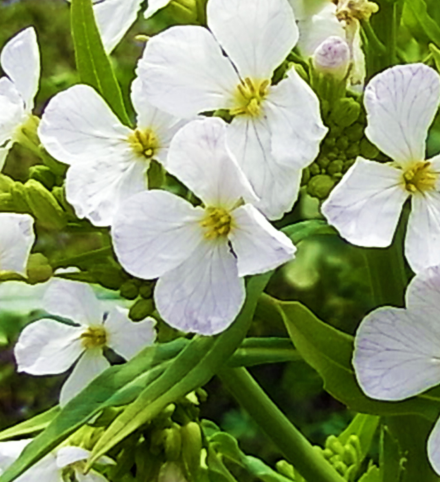 ダイコン 大根 の花言葉と誕生花 花の持つ言葉