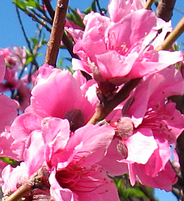 モモ 桃 の花言葉と誕生花 花の持つ言葉