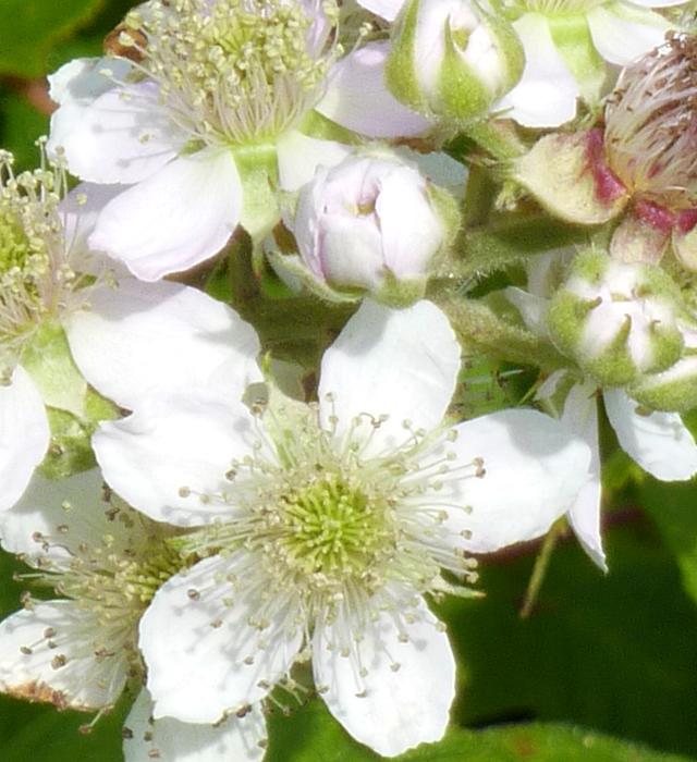 キイチゴ 木苺 の花言葉と誕生花 花の持つ言葉