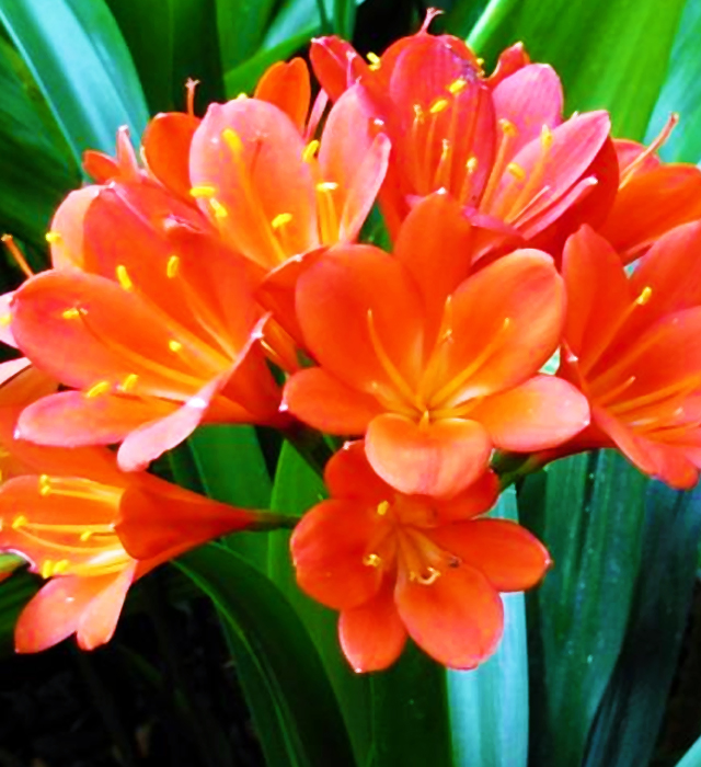 クンシラン 君子蘭 の花言葉と誕生花 花の持つ言葉