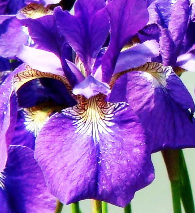 アヤメ（菖蒲・文目・綾目）の写真