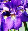 アヤメ（菖蒲・文目・綾目）