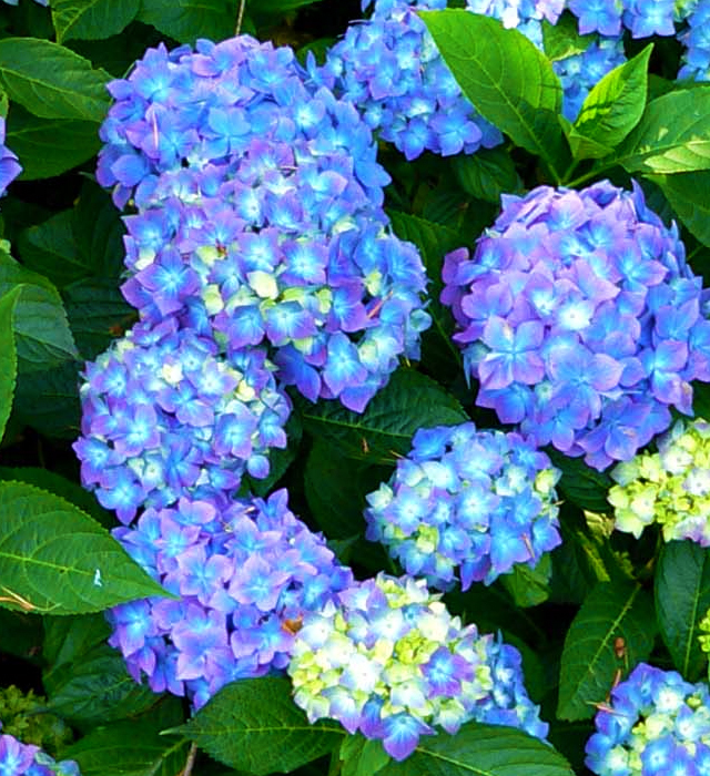 アジサイ 紫陽花 の花言葉と誕生花 花の持つ言葉