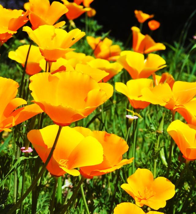 ハナビシソウ 花菱草 の花言葉と誕生花 花の持つ言葉