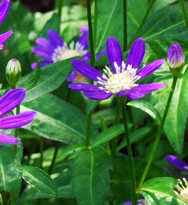 ミヤコワスレ 都忘れ の花言葉と誕生花 花の持つ言葉