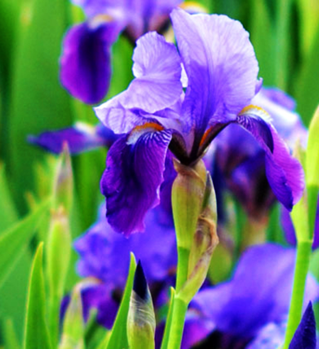 アイリスの花言葉と誕生花 花の持つ言葉