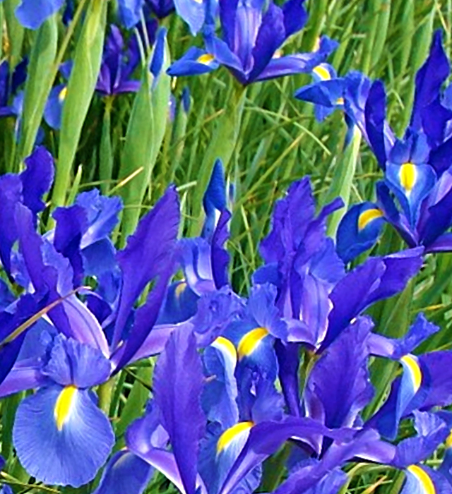 ダッチアイリスの花言葉と誕生花 花の持つ言葉