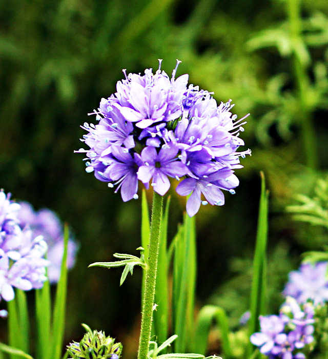 ギリアの花言葉と誕生花 花の持つ言葉