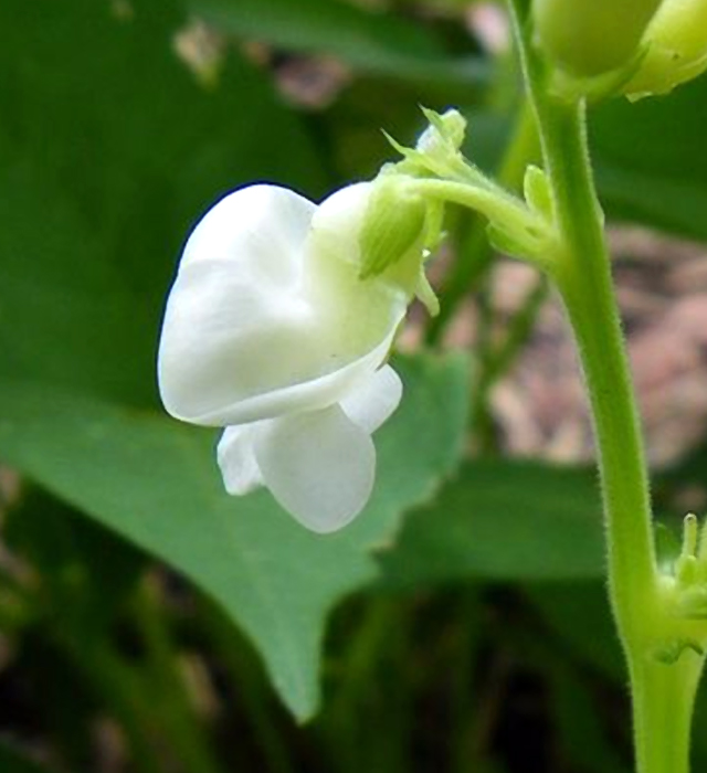 インゲンマメ 隠元豆 の花言葉と誕生花 花の持つ言葉