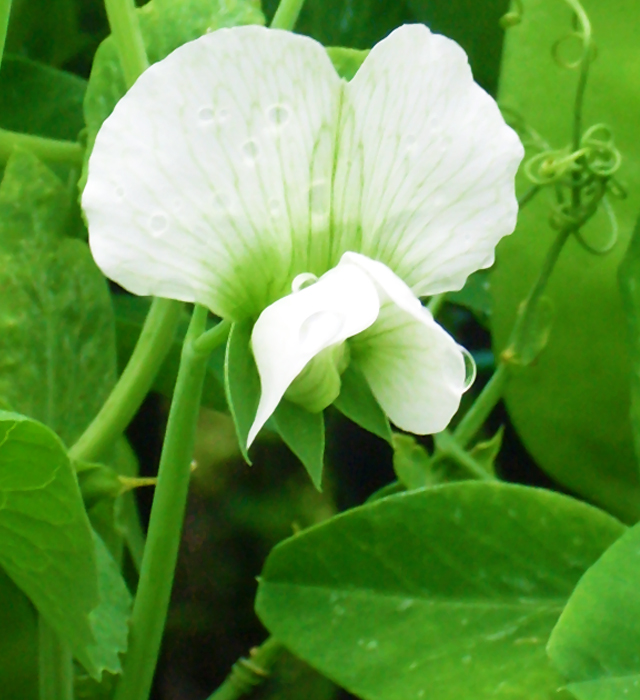 エンドウ（豌豆）の花の写真