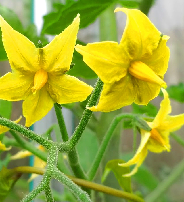 トマトの花言葉と誕生花 花の持つ言葉