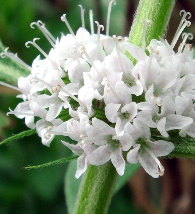 ニホンハッカ 日本薄荷 の花言葉と誕生花 花の持つ言葉