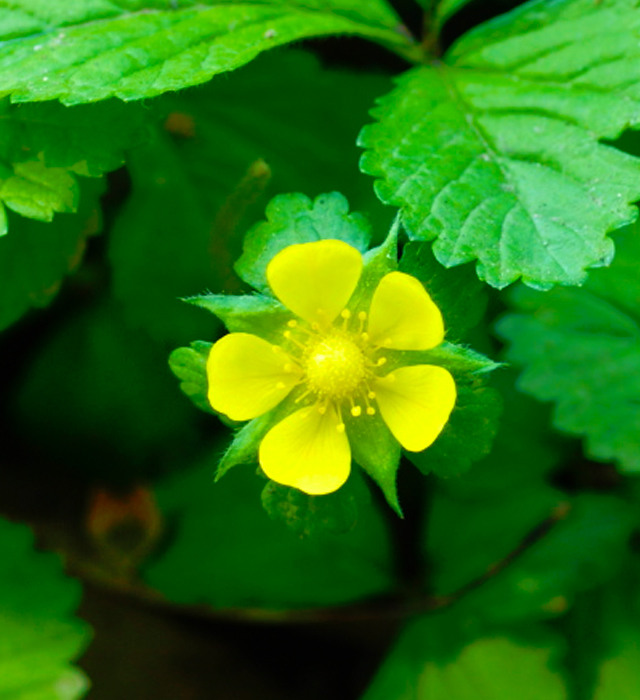 ヘビイチゴの花言葉と誕生花 花の持つ言葉