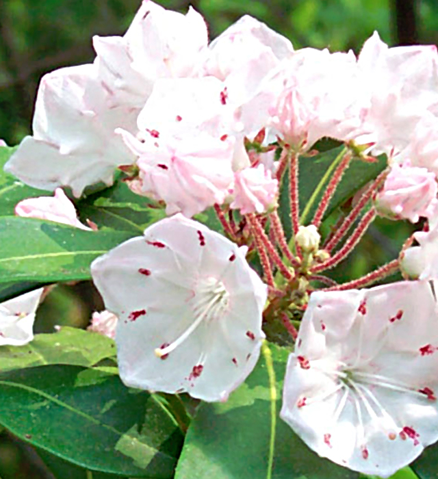 カルミアの花言葉と誕生花 花の持つ言葉