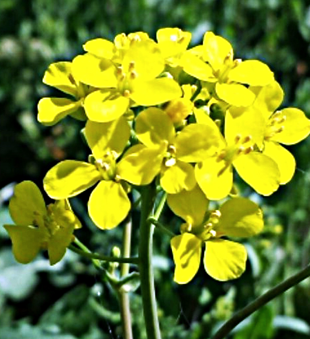 カブ 蕪 スズナ 鈴菜 菘 の花言葉と誕生花 花の持つ言葉