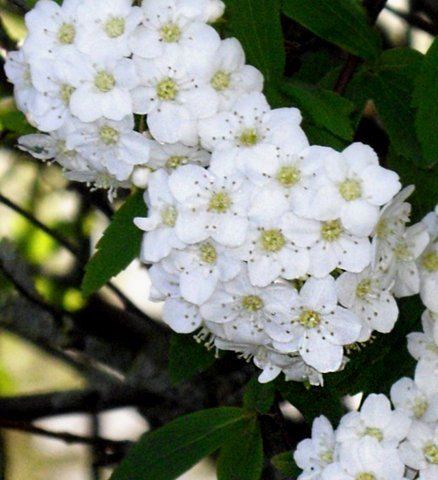 コデマリ 小手毬 の花言葉と誕生花 花の持つ言葉