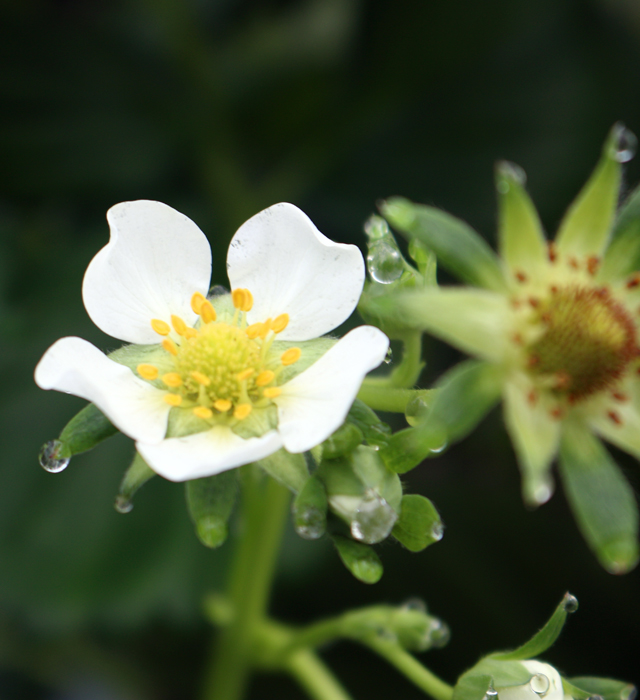 イチゴ 苺 莓 の花言葉と誕生花 花の持つ言葉